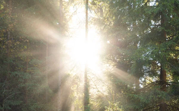 Scène Beau Coucher Soleil Lever Soleil Pinède Printemps Été Avec — Photo