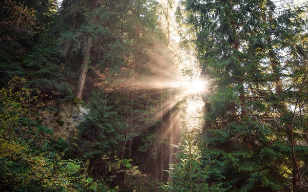 Scena Pięknego Zachodu Lub Wschodu Słońca Wiosenno Letnim Lesie Sosnowym — Zdjęcie stockowe