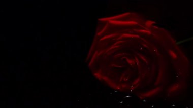 Kameranın yavaş çekimi. Su damlalarıyla kaplı kırmızı gül.