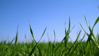 yeşil çimen dokusu. Güneşli bir gün