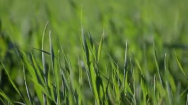 yeşil çimen dokusu. Güneşli bir gün