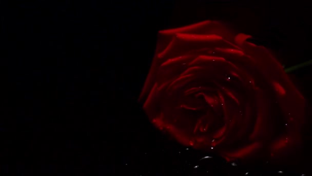 die Zeitlupe der Kamera. Rote Rose mit Wassertropfen bedeckt