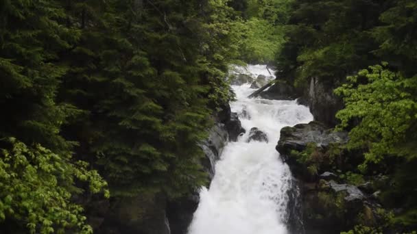 Skogsbäcken Rinner Över Mossiga Klippor Liten Flod Vattenfall Sommar Grön — Stockvideo