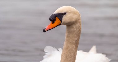 Altın gün batımında suda kuğu.