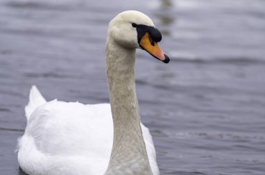 Altın gün batımında suda kuğu.