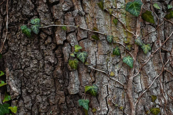 Puiden Koostumus Metsässä — kuvapankkivalokuva