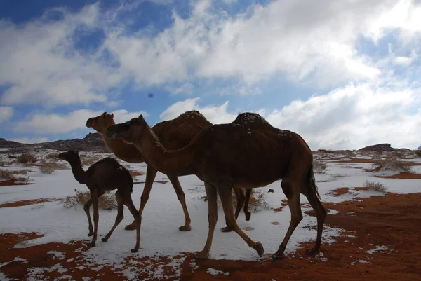 沙特阿拉伯Tabuk沙漠中的骆驼 — 图库照片
