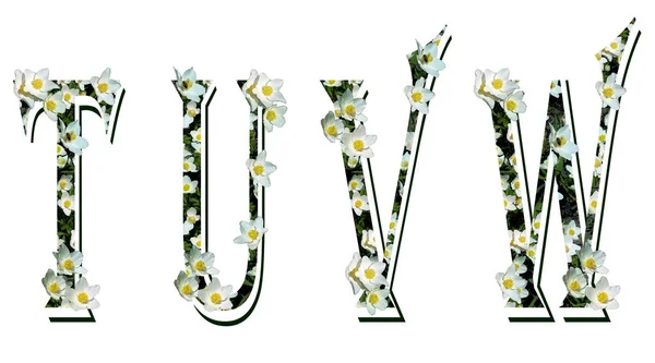 Letras Maiúsculas Alfabeto Latino Textura Festiva Primavera Com Flores Brancas — Fotografia de Stock