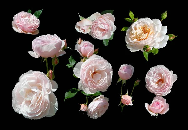 Set Rose Bianche Rosa Isolate Sfondo Nero — Foto Stock