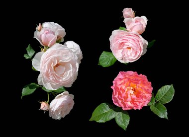 Siyah arka planda beyaz ve pembe güller. İzole elementler kümesi.