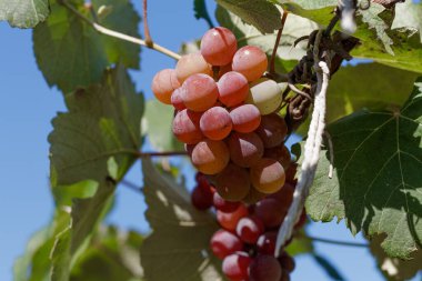 Gewrztraminer üzümü, tatlı mor üzüm, şarap ve tatlı için, Cordillera Altos Paraguay 'da bulunan bir sarmaşıkta
