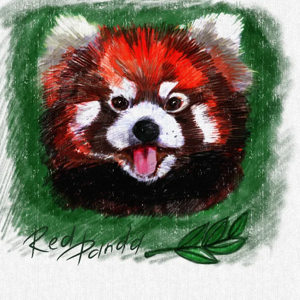 drawing color pictorial Red Panda, drawn realistic digital drawing with colored pencils, isolated on a white background