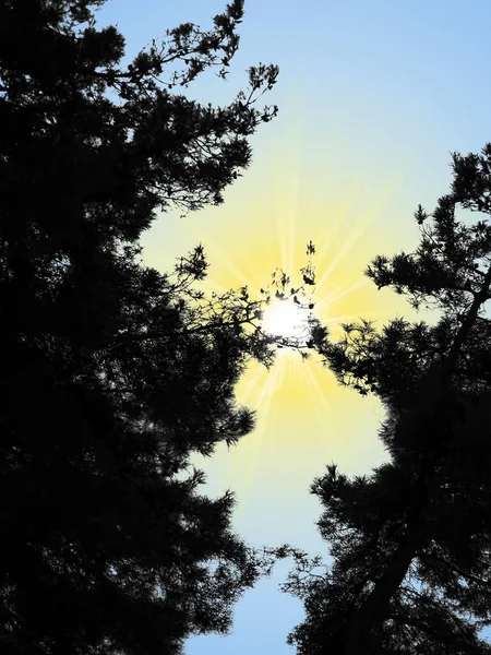 illustration of a black outline of trees against the sky and the sun