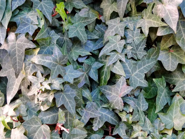 beautiful green ivy winds its way along the wall