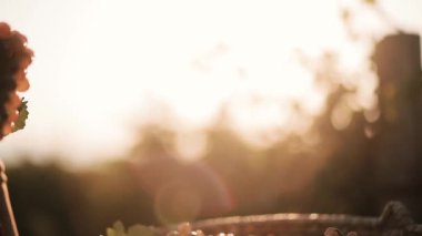 Güzel bir sepetin içinde üzüm topluyorum.