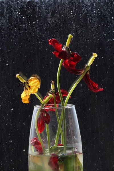 Flores secas fora — Fotografia de Stock