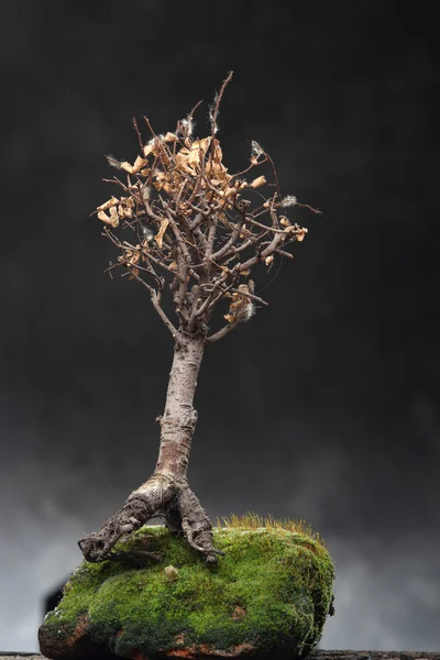 Bonsai im Moos ökologisches Konzept — Stockfoto