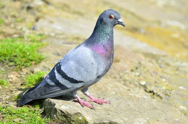 Vögel auf dem Wasser und dem Rasen — Stockfoto