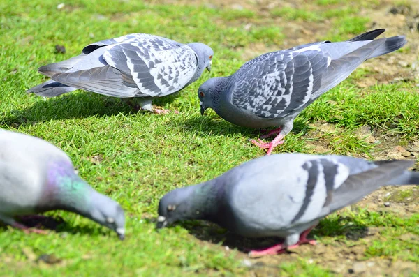 Vogels op het water en het gazon — Stockfoto