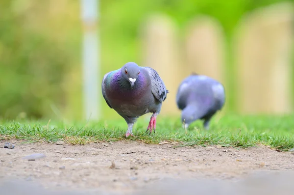 Vögel auf dem Wasser und dem Rasen — Stockfoto