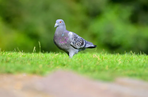 Vögel auf dem Wasser und dem Rasen — Stockfoto