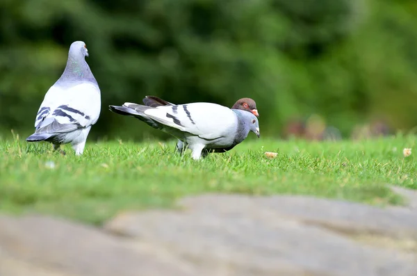 Vögel auf dem Wasser und dem Rasen — Stockfoto