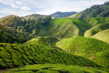 Cameron Highlands çay tarlaları ile vadinin görünümü