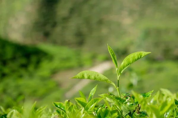 Liści herbaty w plantacji herbaty w Cameron Highlands — Zdjęcie stockowe