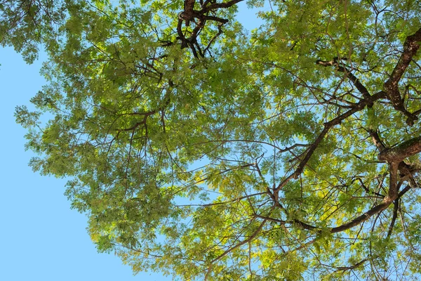 Ağaç dal ve yaprak yeşil altından ararken