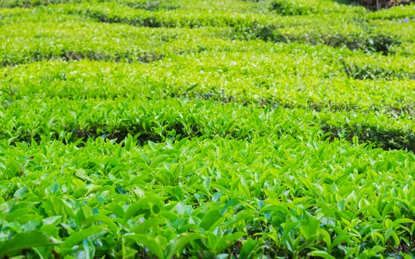 Primo piano delle piantagioni di tè vicino a Cameron Valley — Foto Stock