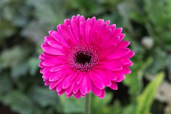 Розовый цветок цветет в саду
