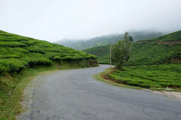 Kronkelige weg met thee plantage en mist — Stockfoto