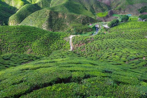 Cameron Highlands çay tarlaları ile dolu vadinin görünümü,