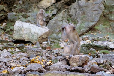 Yengeç yiyen Batu mağaraları, Malezya'da bazı yemek yeme makak.