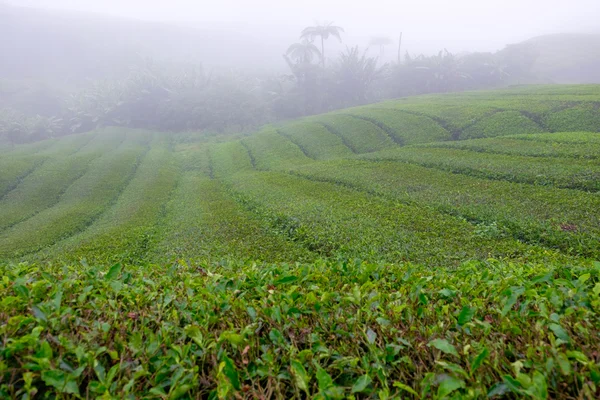 Theeplantages met mist in de buurt van Cameron Highlands, Maleisië — Stockfoto