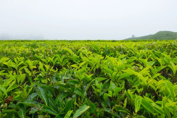 Strom čaje v čajové plantáže v Cameron Highlands, Malajsie. — Stock fotografie