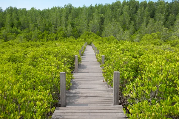 Ahşap geçit köprüsü Ceriops Tagal alanı mangrove Forest ' 