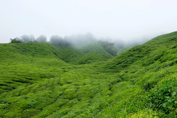 Plantações de chá com nevoeiro em Cameron Highlands, Malásia — Fotografia de Stock