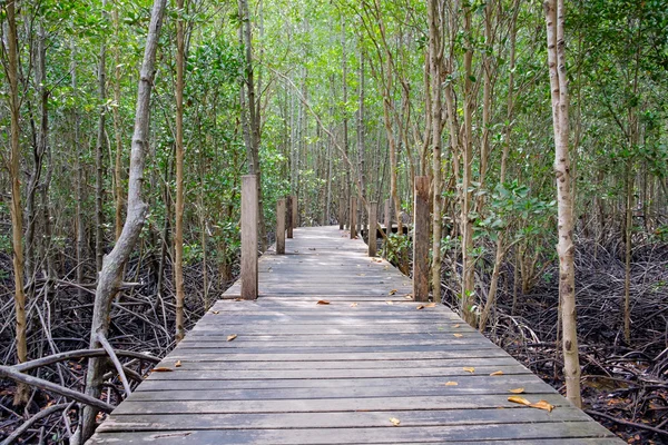 Houten loopbrug brug omgeven door mangrove boom in mangrove — Stockfoto