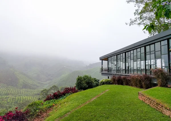 View of tea shop and tea plantations covered with fog — Stock Photo, Image