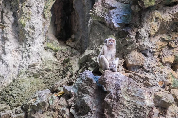 Young Crab-Eating Macaque in Batu Caves, Malaysia. — Stock Photo, Image