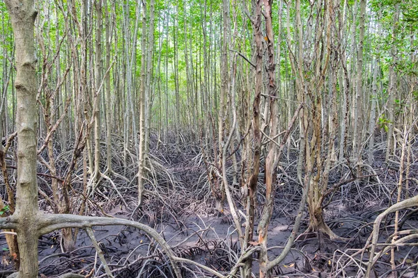Mangrove forest located at Prasae, Rayong, Thailand — Stock Photo, Image