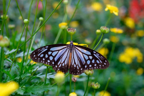 Primer plano de la mariposa que busca néctar en una flor — Foto de Stock