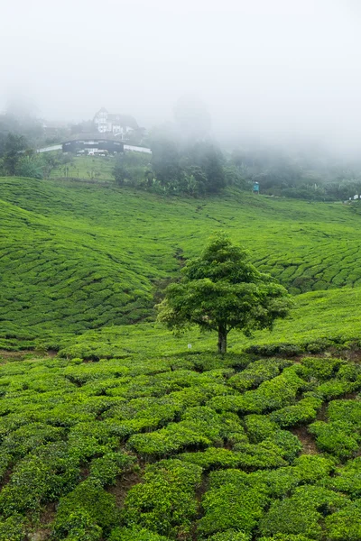 Çay tarlaları tarafından sis kaplı görünümünü 
