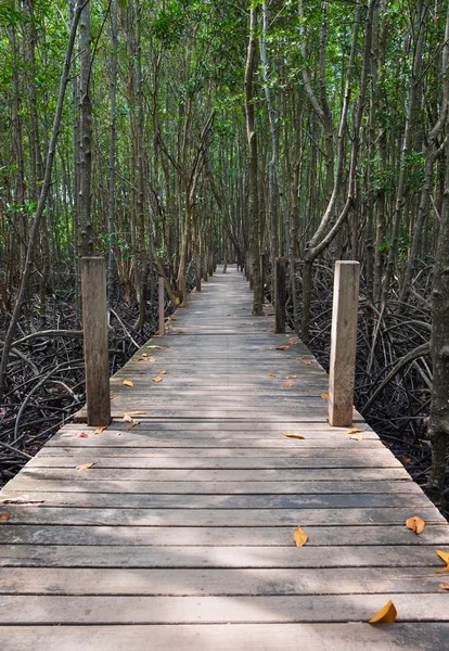 Wooden walkway bridge in mangrove forest located at Rayong, Thai — Stock Photo, Image
