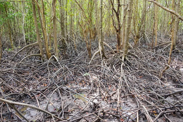 Mangrove forest located at Prasae, Rayong, Thailand — Stock Photo, Image