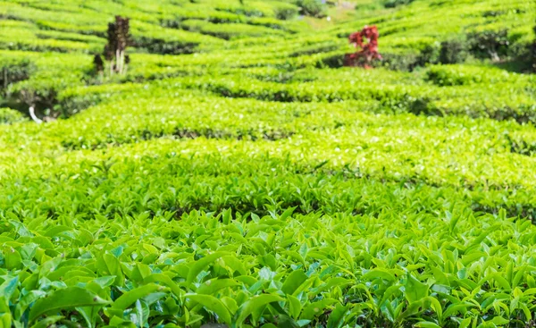 Nahaufnahme von Teeplantagen in der Nähe von cameron Valley — Stockfoto