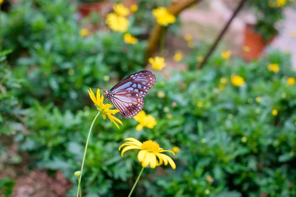 花の蜜を求める蝶のクローズ アップ — ストック写真