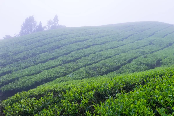 Čajové plantáže s mlhou blízká Cameron Highlands, Malajsie — Stock fotografie