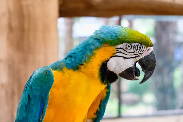 mavi-sarı ara yakın çekim